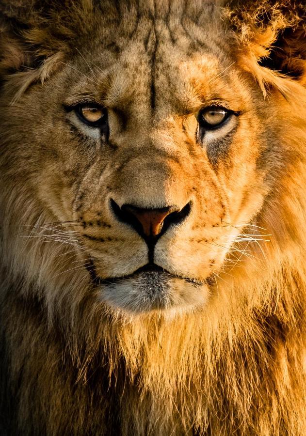 Lions Den - Zoo Accommodation Chester Dış mekan fotoğraf